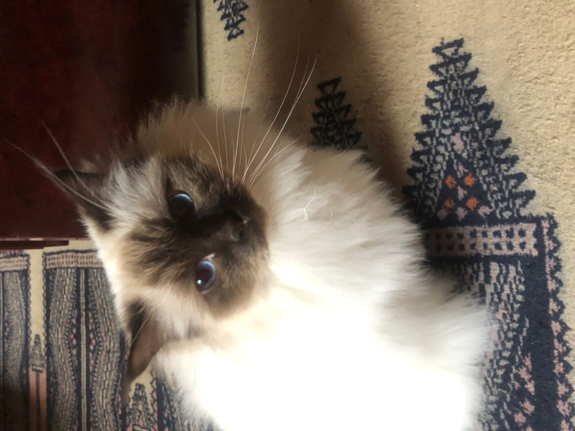 uno chez ses adoptants 08.01.2026